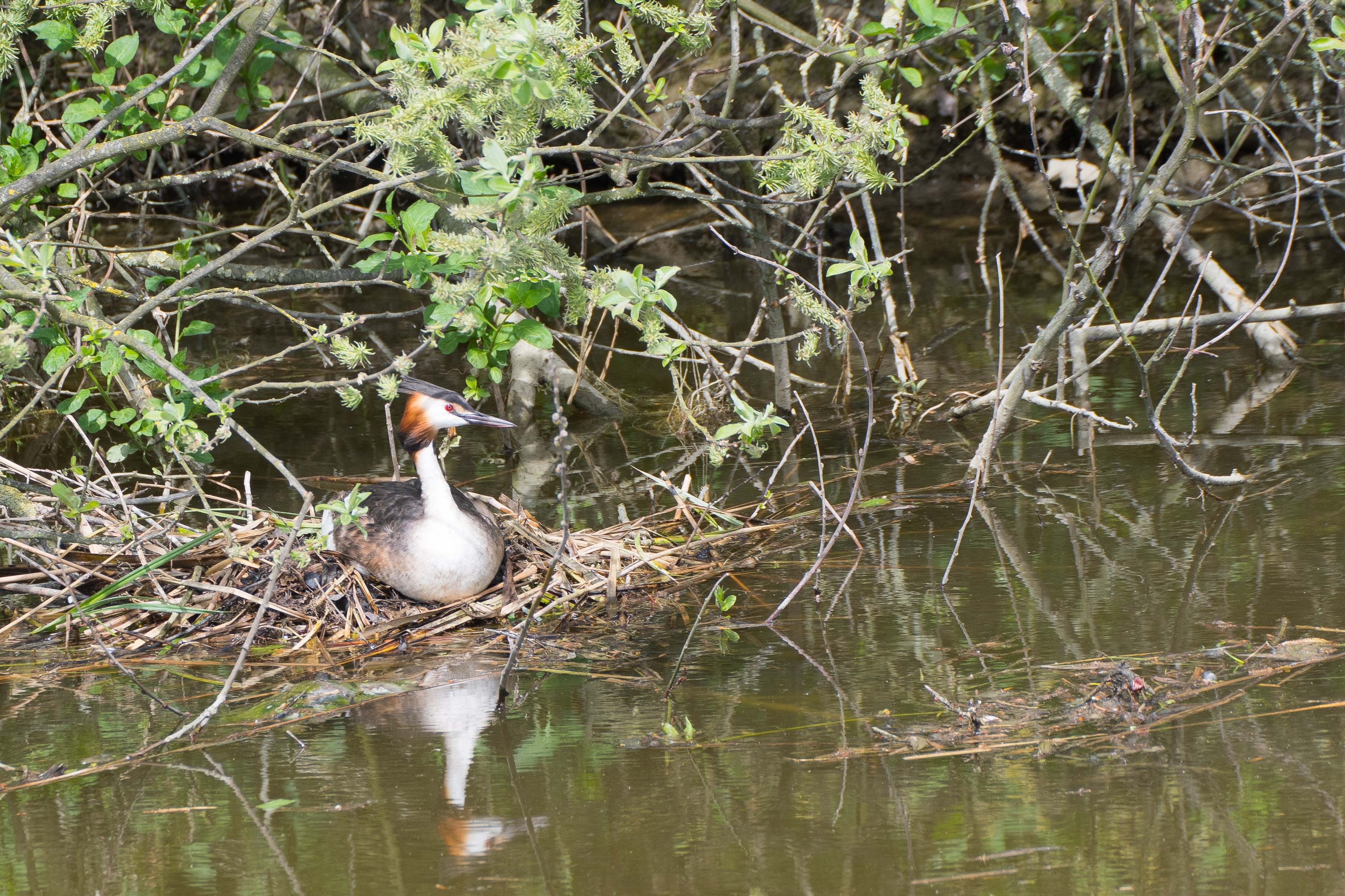 Grèbe huppé (Great crested grebe, Podiceps cristatus), adulte couvant, prés du Dépôt 53 de la Réserve Naturelle de Mont-Bernanchon, Hauts de France.